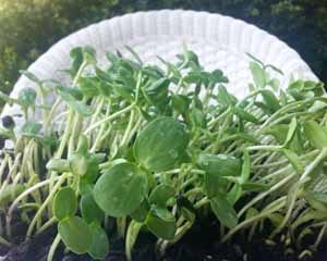 Grow superfoods on your countertop: