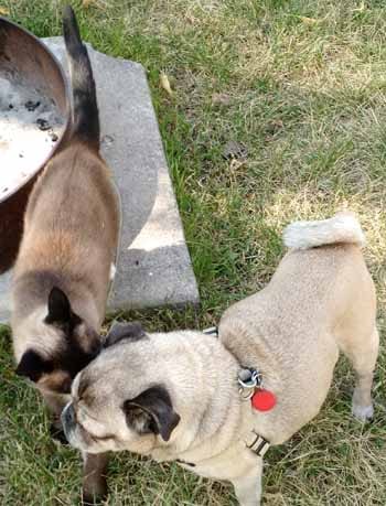 Friendship: Not Beyond Words