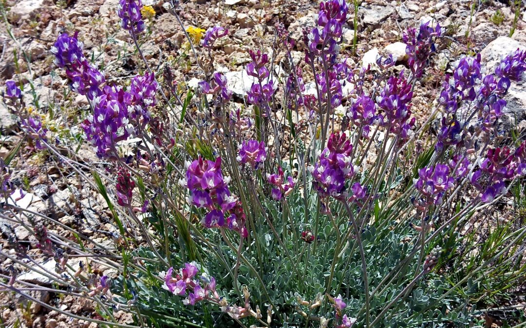 Flower Essences and the Covid Vaccine