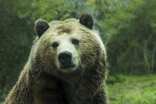 Meditation Hints from the Colorado Division of Wildlife