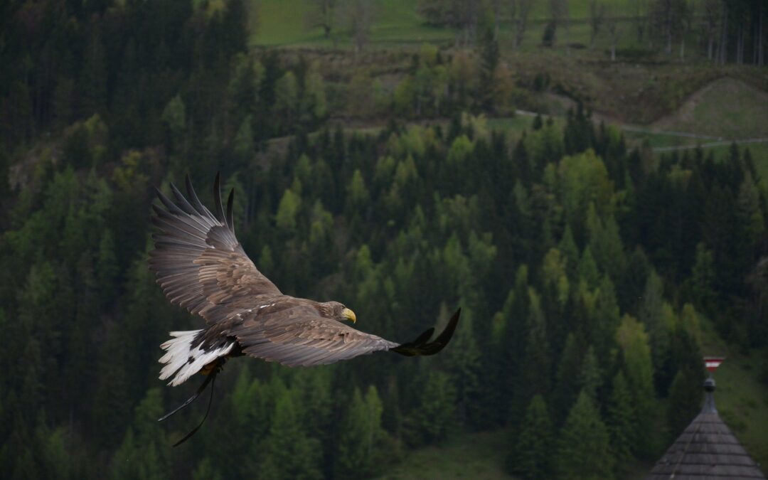 Garuda Asana: Eagle Pose